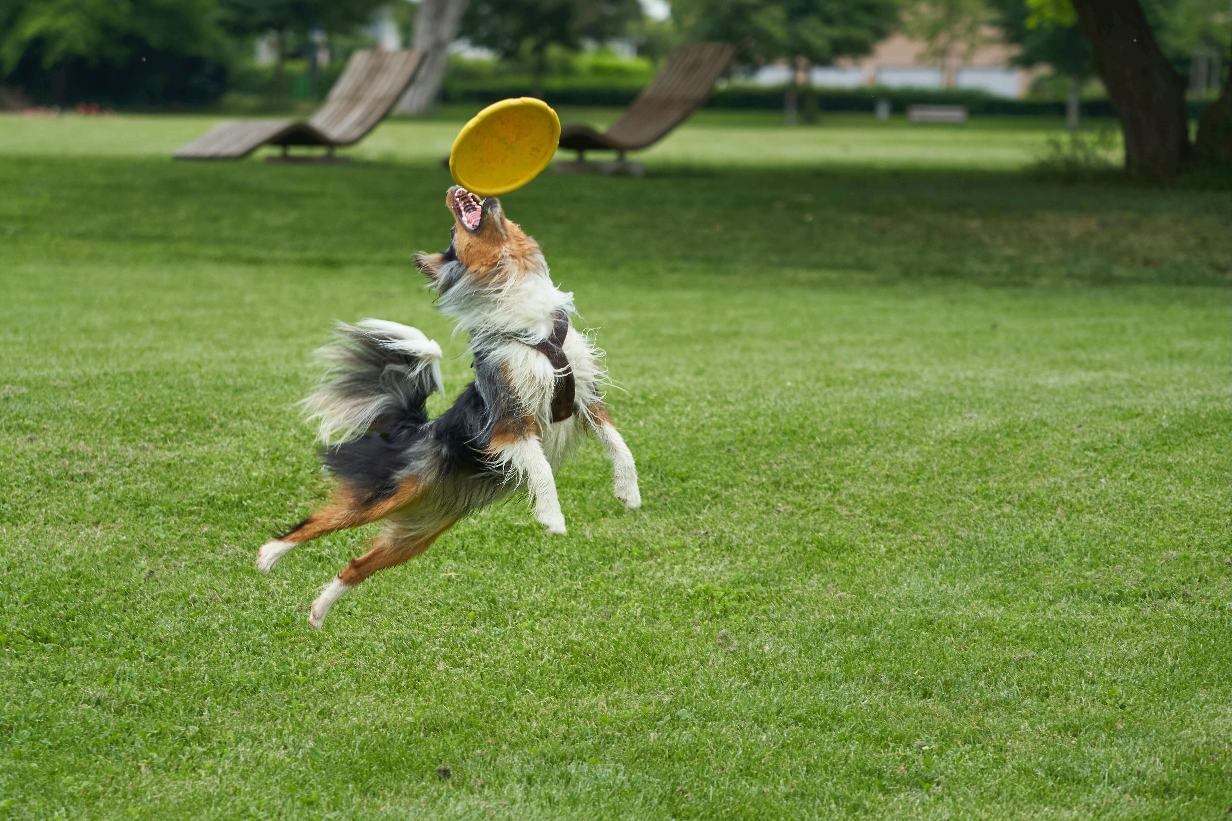 a dog playing